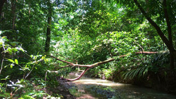 Baum liegt über Fluss in Regenwald von Costa Rica