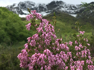 Pflanze mit rosa Blüten vor dem Hintergrund des kantabrischen Gebirges