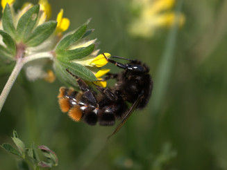 Biene mit rotem Hinterleib sitzt auf einer Blüte