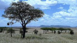 Akazienbäume stehen auf einer Grassavanne