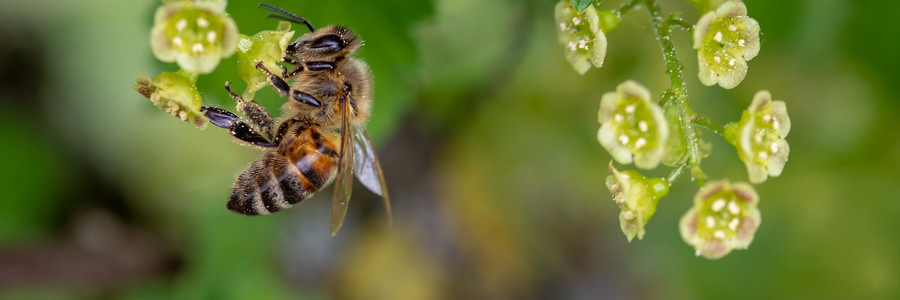 Biene hängt nektarbestäubt an Blüte