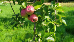 Reife Äpfel hängen an einem Ast auf einer Streuobstwiese