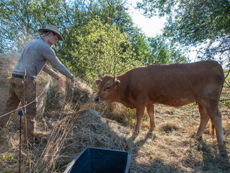 Ein Mann füttert eine Kuh mit Stroh