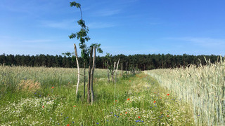 DAF-Beispielbepflanzung im Ökodorf Sieben Linden aus einer früheren Zusammenarbeit
