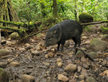 Pecari sucht im dichten Regenwald von Costa Rica nach Nahrung