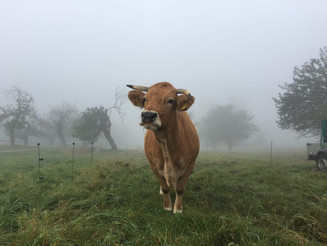 Murnau Werdenfelser Kuh steht auf Weide in morgendlichem Nebel