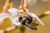 Graue Sandbiene saugt Nektar aus einer Blüte