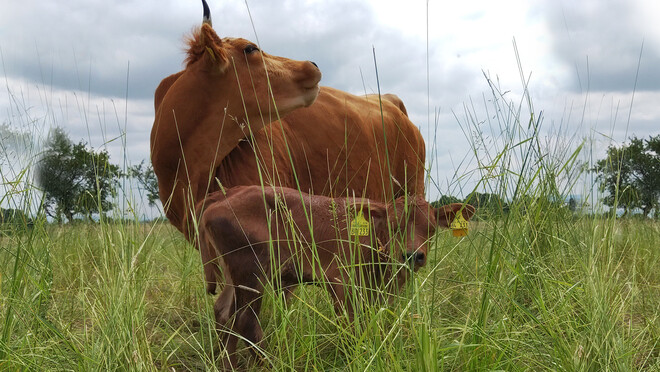 Ein Kalb mit seiner Mutter auf der Weide. Ein Kalb mit seiner Mutter auf der Weide.