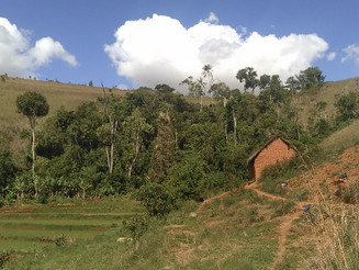 Ein letztes kleines Stück Hochlandregenwald auf Madagaskar umgeben von abgeholzter Fläche