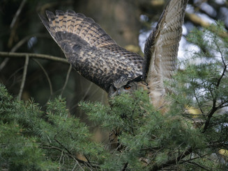 Steinkauz sitzt mit ausgebreiteten Flügeln auf Baum