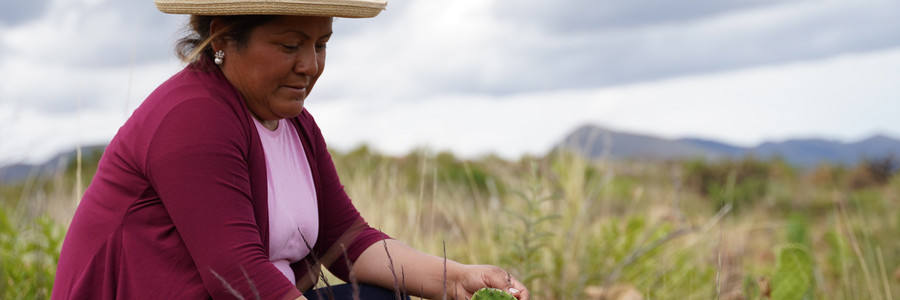 Eine Kleinbäuerin zeigt Kaktusfeigenblätter auf ihrer Trockenparzelle in Bolivien.