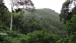 Dichter grüner Tieflandregenwald in Madagaskar