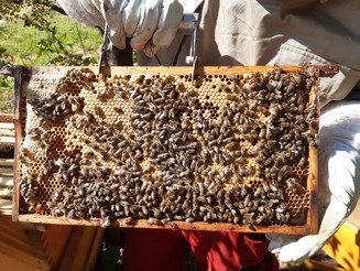 Bienenwabe mit Brut der Arbeiterbienen