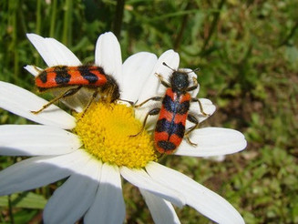 Zwei gemeine Bienenkäfer sitzen auf Blüte
