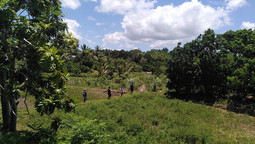 Dicht bewachsene Dynamische Agroforst Parzellen erstrecken sich hinter Grasflächen auf Madagaskar