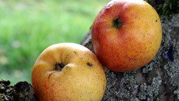 Zwei Äpfel liegen auf einem Baumstamm