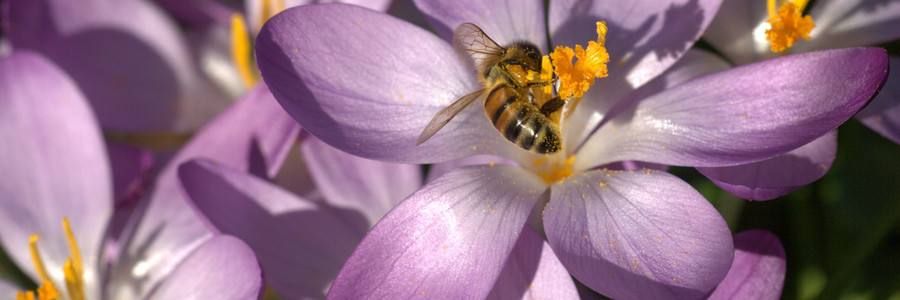 Biene sitzt auf lila Blüte