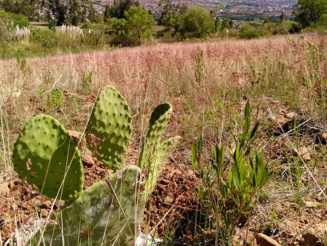 Von der Naturschutzorganisation Naturefund neu angelegte Dynamische Agroforstparzelle in Bolivien