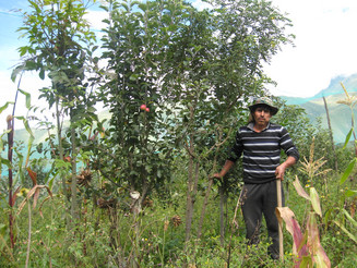 Bolivianischer Bauer steht in seiner landwirtschaftlichen Parzelle