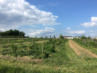 Dynamische Agroforst Reihen auf einem Acker in Wiesbaden