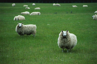 Schafe klonen