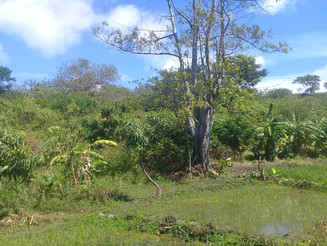Grün bewachsene landwirtschaftliche Parzelle in Madagaskar am Rande des Regenwaldes