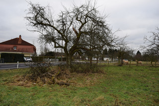 Baum in Hessloch