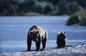 A female bear with her cub