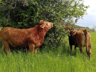 Zwei Kühe weiden im gesunden, hohen Gras