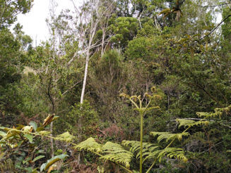 Dichter Hochlandregenwald mit verschiedensten Pflanzen in Ankafobe auf Madagaskar