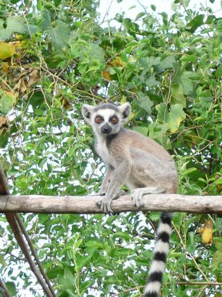 [Translate to Español:] Junger Lemur