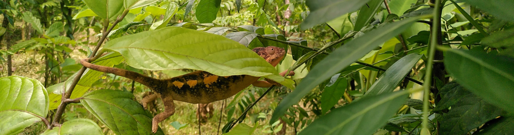 Chamäleon schlängelt sich von Ast zu Ast in Dynamischer Agroforstparzelle in Makirovana, Madagaskar