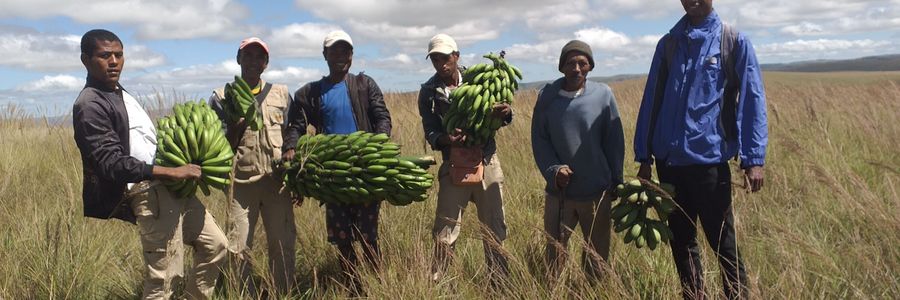 Bauern stehen mit Bananenstauden in der Hand auf einem Feld