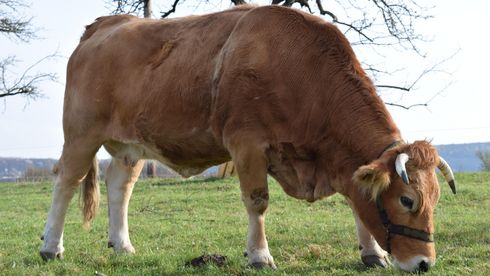 Murnau Werdenfelser Kuh auf Streuobstwiese