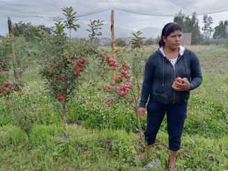 Bolivianische Bäuerin steht auf ihrem Acker neben Apfelbäumen