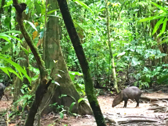 Zwei Halsbandpekaris schnüffeln am Boden im Regenwald von Costa Rica