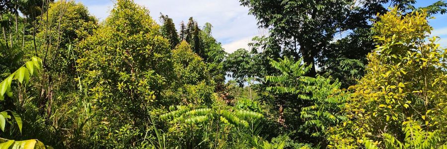 Dicht bewachsene Agroforstparzelle dient der Aufforstung des degradierten Regenwaldes auf Madagaskar