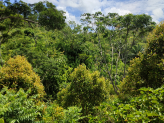 Dicht gewachsener Agroforst auf Madagaskar sieht Primarwald zum verwechseln ähnlich 