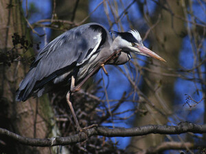 Graureiher<br/>Foto: Naturefund