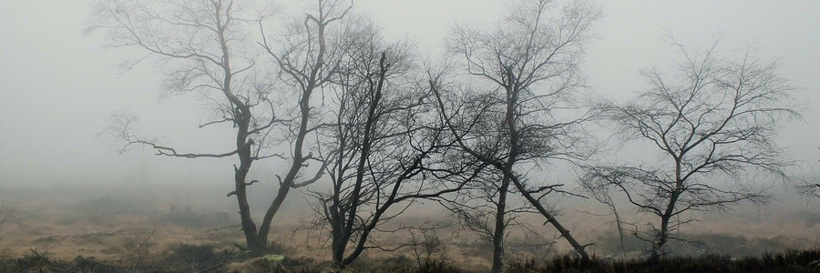 Moor in Nebel gehüllt
