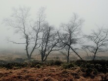 Moor in Nebel gehüllt