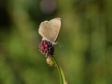Schmetterling Wiesenknopf-Ameisenbläuling sitzt auf roter Blüte