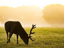 Rothirsch steht im Morgengrauen auf Wiese und grast