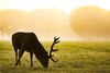 Rothirsch steht im Morgengrauen auf Wiese und grast