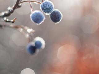 Blaue, mit Reif überzogene Beeren hängen an einem Ast