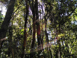Mitte im Regenwald von Ankafobe, Madagaskar