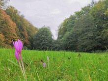 Blume mit pinken Blüten wächst auf einer Wiese umgeben von Wald