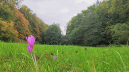 Blume mit pinken Blüten wächst auf einer Wiese umgeben von Wald