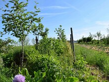 Dynamische Agroforst Reihe in Wiesbaden Erbenheim