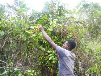 Mann pflegt einen Baum auf Madagaskar